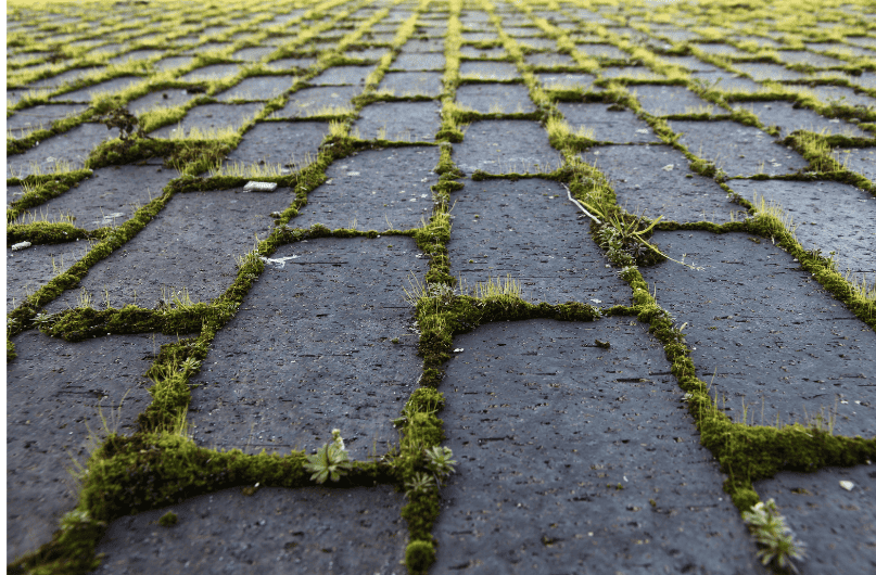 Weed control Paving garden